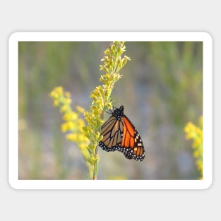 Monarch feeding on Goldenrod Sticker